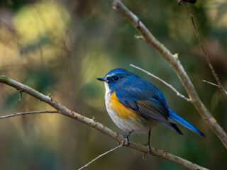 森の中で枝に留まっているルリビタキの雄