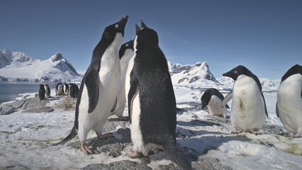 Antarctic Adelie Penguin Colony Play Closeup. Antarctica Ocean Bird Group Beautiful Mating Games Behavior Arctic Nature Landscape Mountain Background. Peninsula Beach Exploration Footage in 4K (UHD)