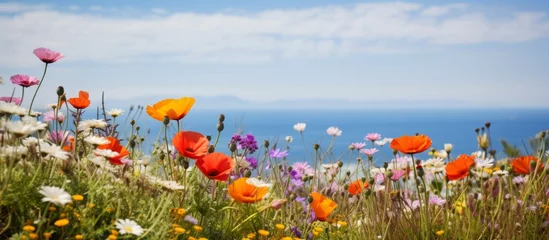 Tuinposter Wild, vibrant flowers bloom abundantly in a scenic meadow that offers a stunning view of the expansive ocean © AkuAku