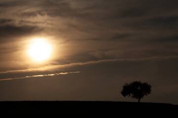 Baum im Nebel Sonnenaufgang. Trauer und Einsamkeit symbol	