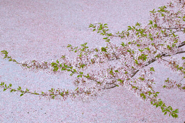 花吹雪の後のお堀の花筏