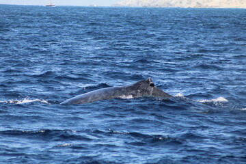 Fototapeta premium Ballenas