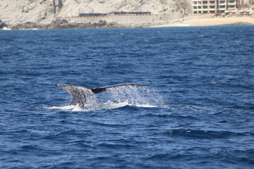 Fototapeta premium Ballenas