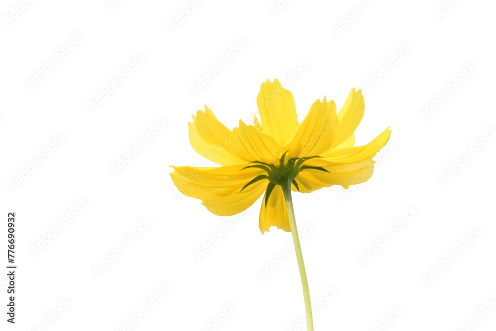 Canvas Prints isolated cosmos flower and plant with clipping paths.