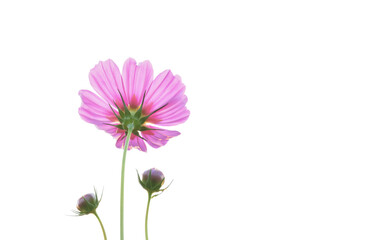Isolated cosmos flower and plant with clipping paths.