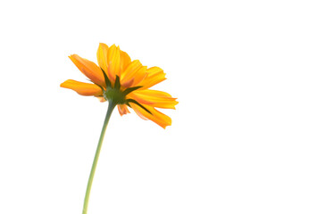 Isolated cosmos flower and plant with clipping paths.