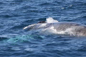 Obraz premium Ballenas