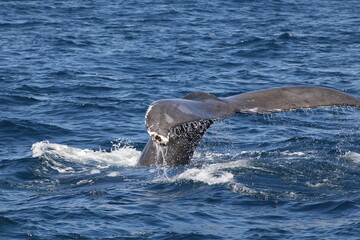 Ballenas