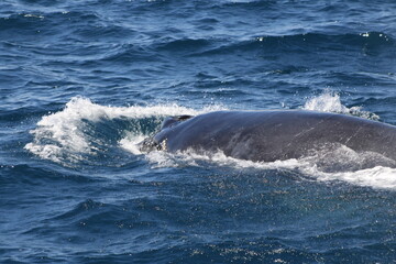 Ballenas