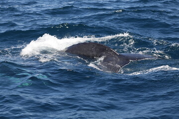 Ballenas