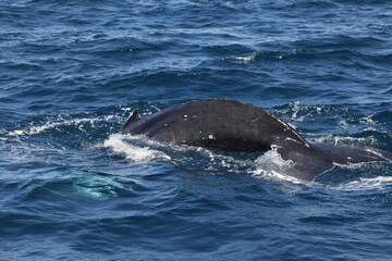 Fototapeta premium Ballenas
