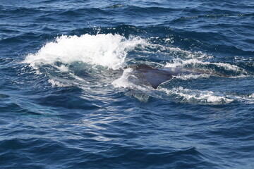 Fototapeta premium Ballenas