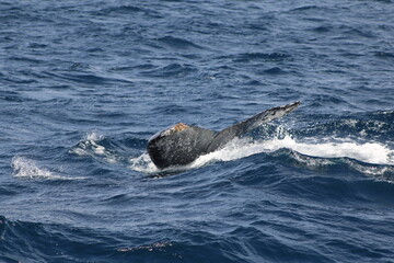Fototapeta premium Ballenas
