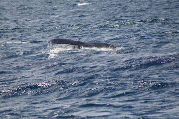 Ballenas