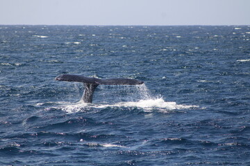 Ballenas