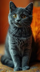 Obraz premium A gray cat sitting on a couch looking up at the camera. Generative AI.