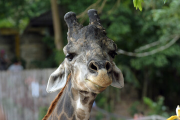 Focus on giraffes at Khao Kheow Open Zoo.