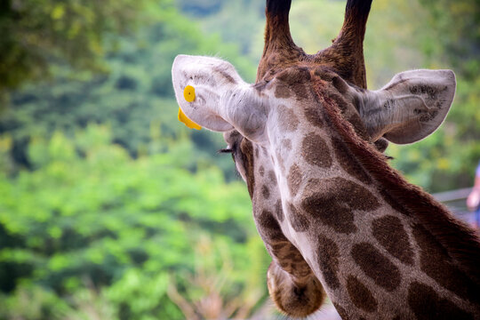 Take a photo of a giraffe from behind at Khao Kheow Open Zoo.