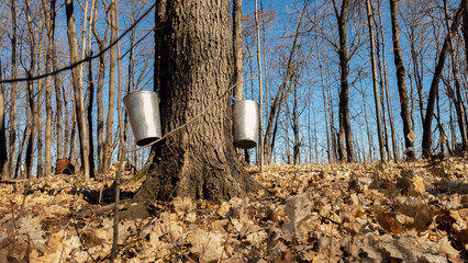 Quebec sugar bush with its buckets during the extraction of maple sap to make syrup
