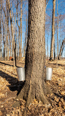 Quebec sugar bush with its buckets during the extraction of maple sap to make syrup - 776702182