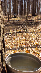 Quebec sugar bush with its buckets during the extraction of maple sap to make syrup - 776702334