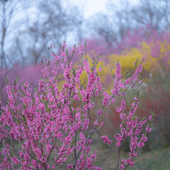 桜咲き春探し