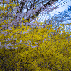 桜咲き春探し