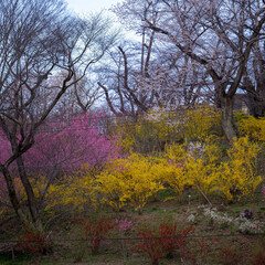 桜咲き春探し