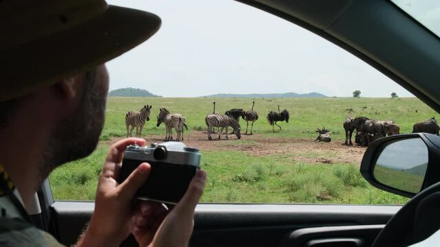 man traveler in safari hat takes photo from vehicle of buffalo herd. Traveling photographer taking photos during safari. man traveler and photographer standing in desert looking at wildlife animals