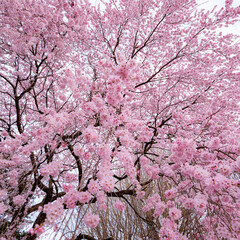 桜咲き春探し