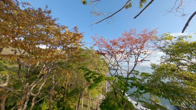 Cute aerial view of monkey from aerial view jumping from trees to trees on the sea coast background shot on FPV Drone. High quality 4k footage
