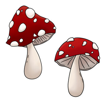 Amanita muscaria, fly agaric mushroom. Colored illustration 