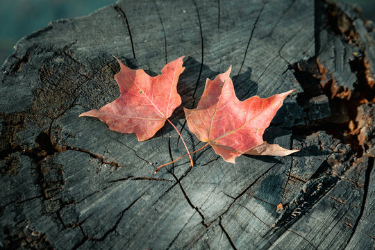 close-up Maple Leaves on Weathered Wood,Vibrant Autumn Leaves