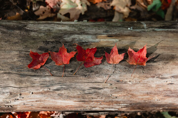 Naklejka na ściany i meble close-up Maple Leaves on Weathered Wood,Vibrant Autumn Leaves