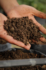 Manos con tierra sana para cultivo