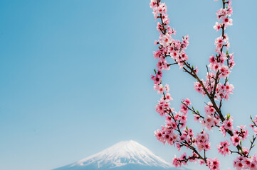 Beautiful cherry blossom in spring time over blue sky.Pink flower Nature background. - 776723343