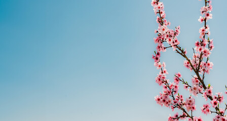 Beautiful cherry blossom in spring time over blue sky.Pink flower Nature background. - 776723349
