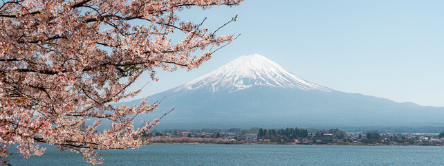 Mount Fuji in springtime with cherry tree in full bloom, Fuji Five Lakes, Japan - 776723554