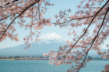 Mount Fuji in springtime with cherry tree in full bloom, Fuji Five Lakes, Japan - 776723714