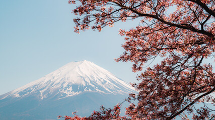 Mount Fuji in springtime with cherry tree in full bloom, Fuji Five Lakes, Japan - 776723763