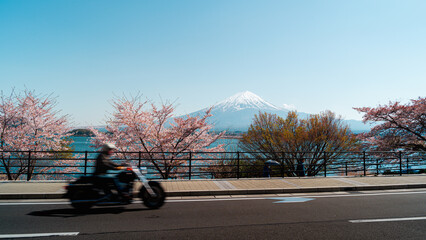 Mount Fuji in springtime with cherry tree in full bloom, Fuji Five Lakes, Japan - 776723958