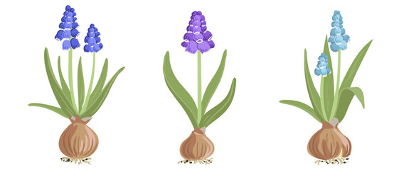 grape hyacinth, spring flowers, blue muscari with bulbs, vector drawing wild plants at white background, floral elements, hand drawn botanical illustration