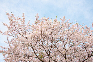 桜　さくら