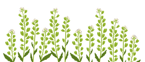field pennycress flowers, vector drawing wild plants at white background, Thlaspi arvense,floral element, hand drawn botanical illustration - 776727560