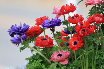 花壇に生えるカラフルなアネモネの花