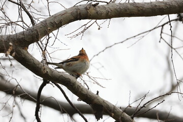 枝にとまる1匹のメスのアトリ