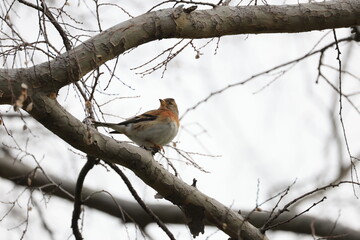 枝にとまる1匹のメスのアトリ