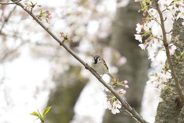 桜の木に止まる雀