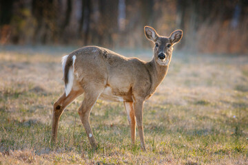 White-tailed Deer in a Grassy Field in Backlit by Morning Sunlight