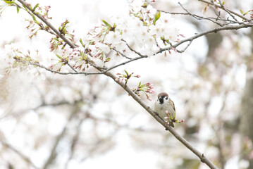 桜の木に止まる雀
